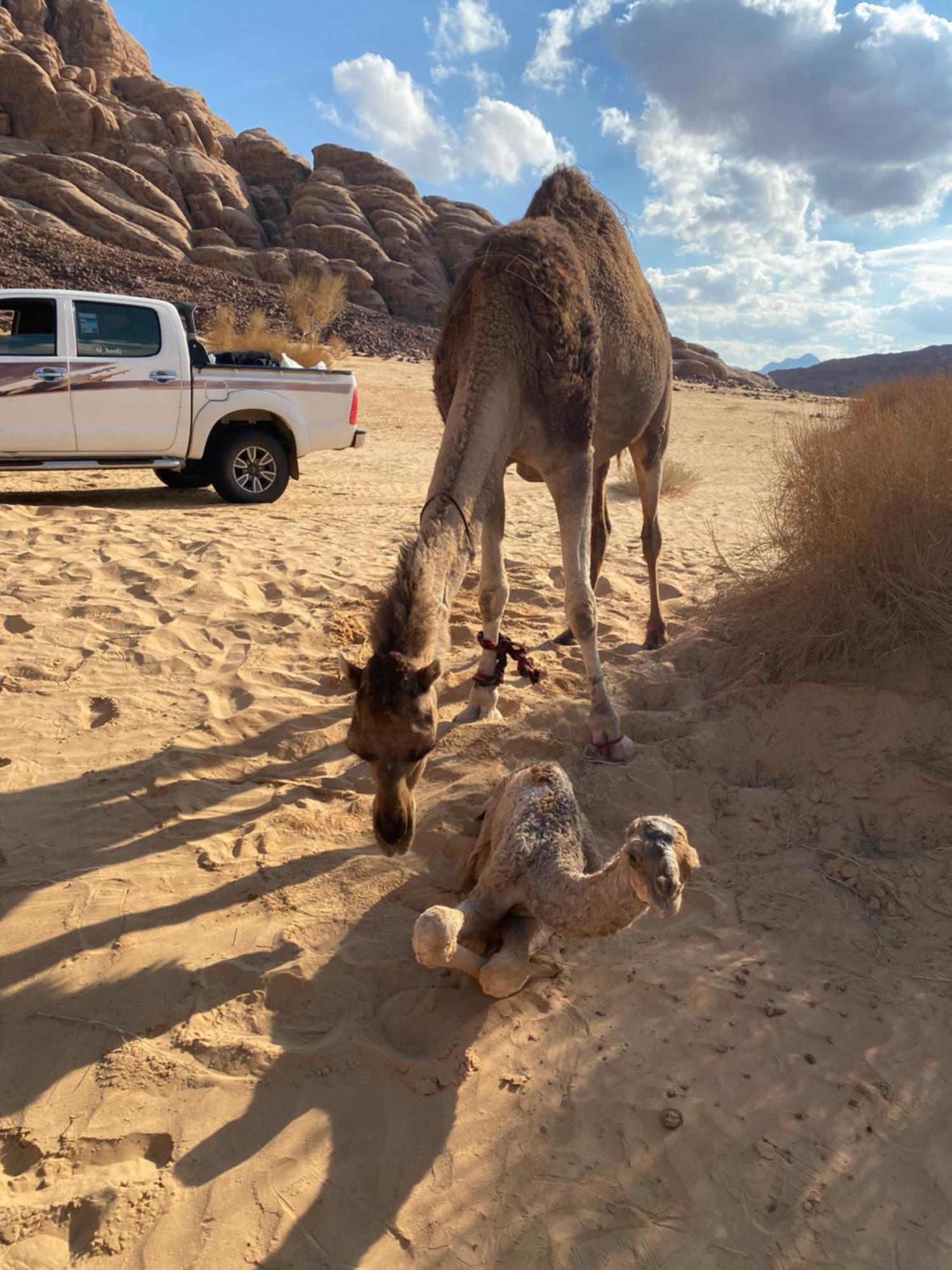 Wadi Rum Albasli Zewnętrze zdjęcie