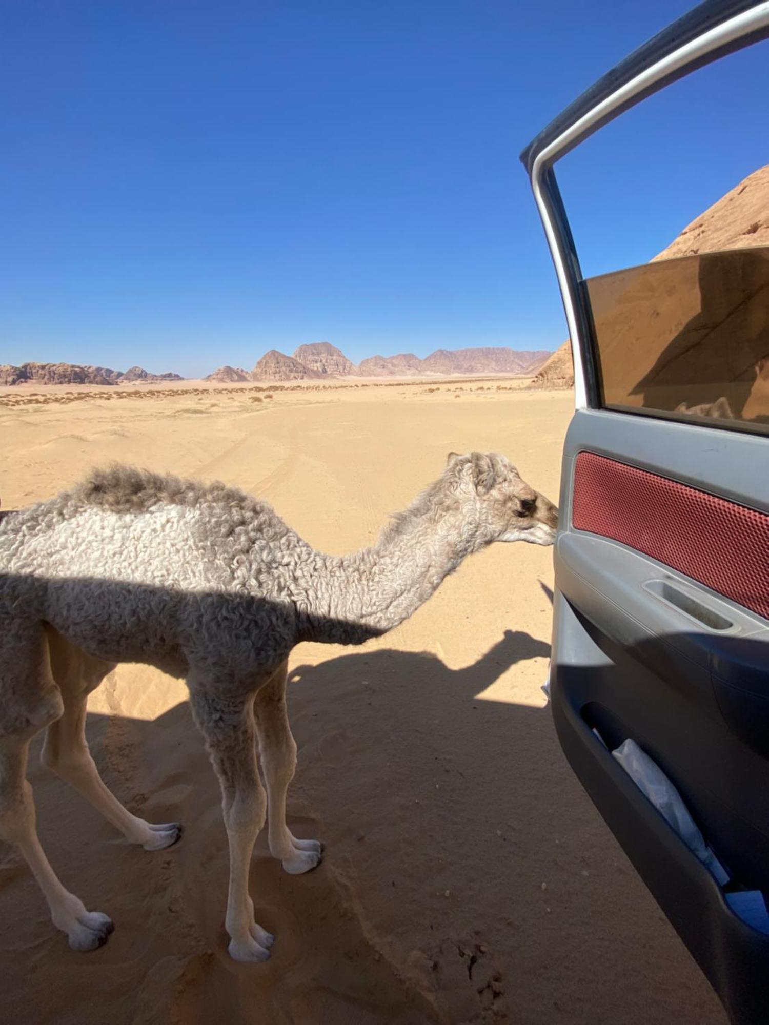 Wadi Rum Albasli Zewnętrze zdjęcie