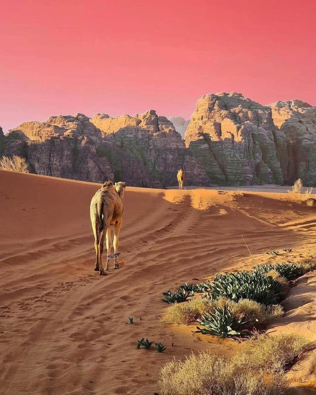 Wadi Rum Albasli Zewnętrze zdjęcie